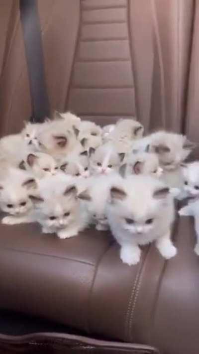 The look of love 😻