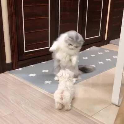 Dancing floof
