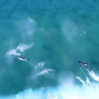 🔥 Dolphins riding those waves 🔥