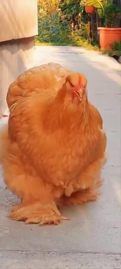 Absolute unit of a C**K