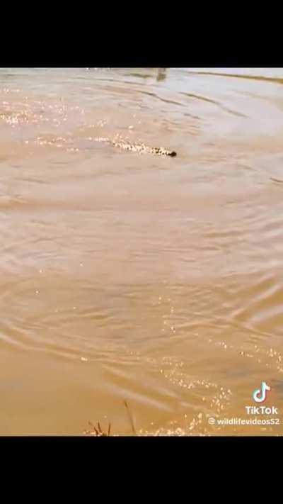 Gazelle river crossing goes horribly wrong.