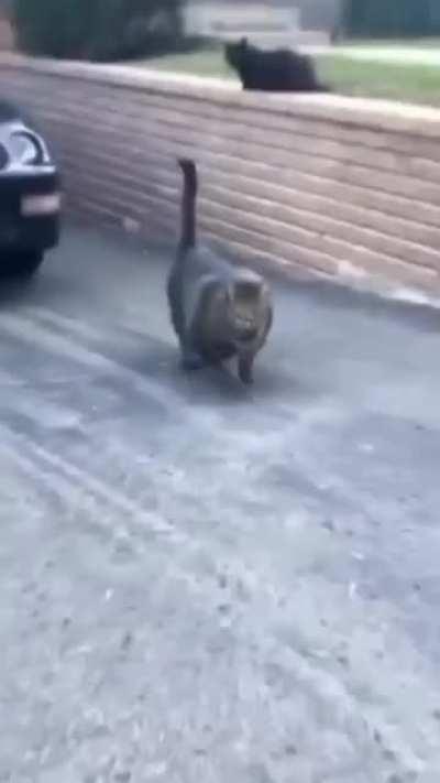 Protein powder on the cat food