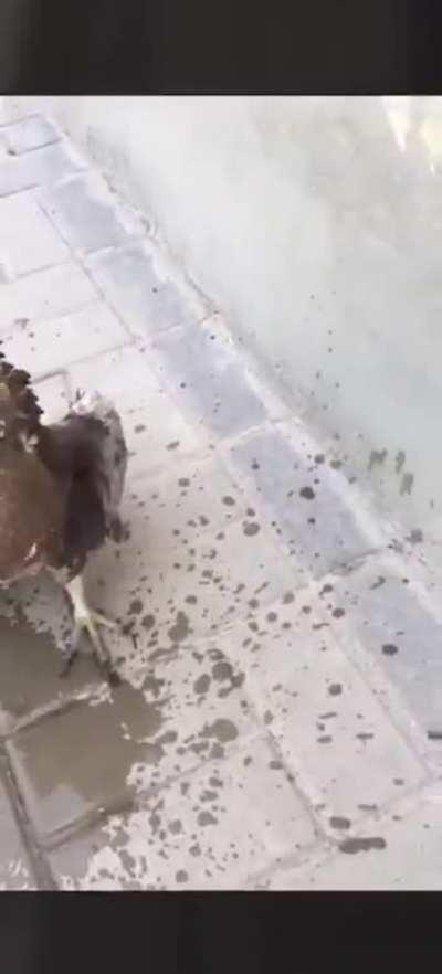 Refrescando um falcãozinho que estava sofrendo de insolação :(