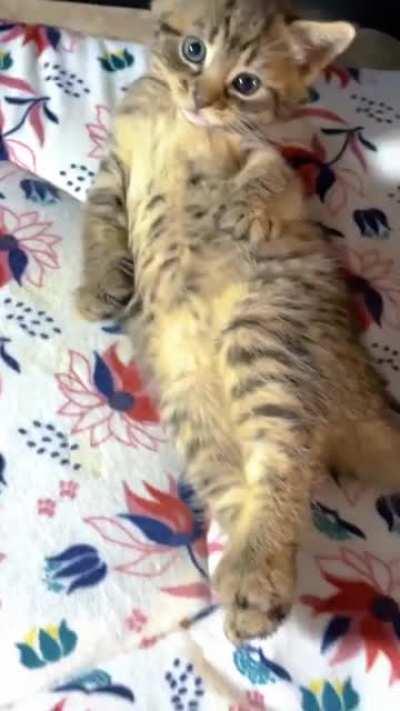 Foster kitten goes from angy to friendly