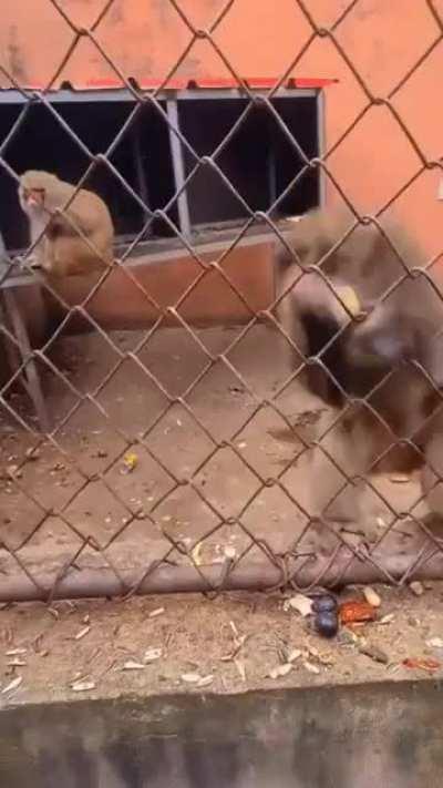 Legendary fights: David Tua vs John Ruiz