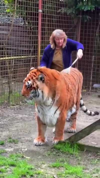 this is the most tiger tiger ive ever seen