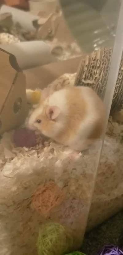 Manzo has been getting a lot of criticism lately on his weight. But here is a happy video of him eating a small flower