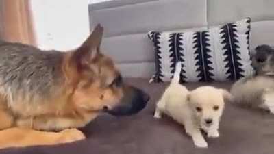 This German shepherd dog meets puppies for first time