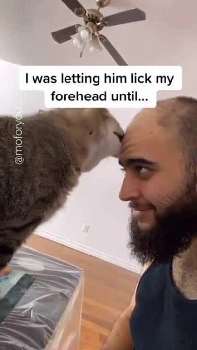 Суровый Котик