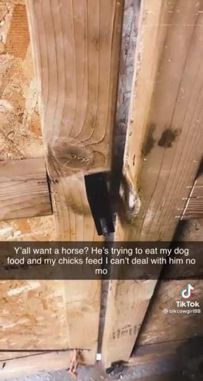 Horse isn’t satisfied with his own food