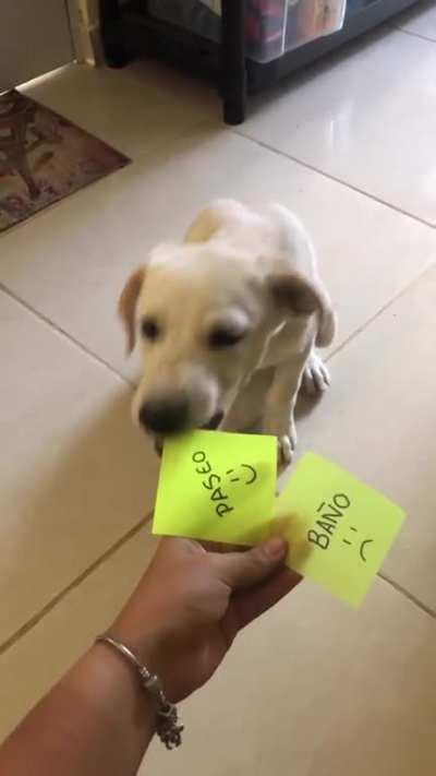 mim enganaram mim sabotaram