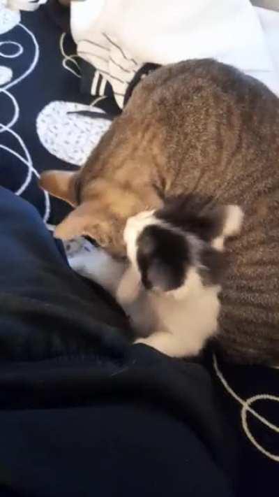 Dejo mi aporte para el martes de michis. La grande es China y el chiquito Goku