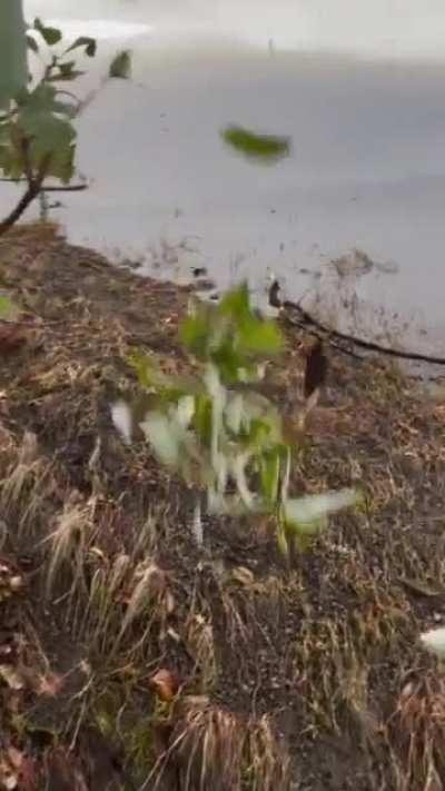 *sound on* The beautiful ring of this sword I forged as it cuts.