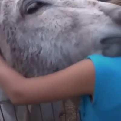 An emotional reunion for a long time . You can feel how happy this donkey is . So heart melting moment .