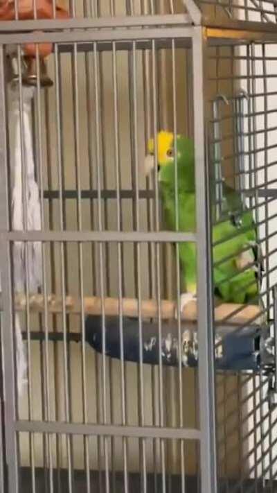 Parrot Singing Led Zeppelin (Credit: Frank Maglio)