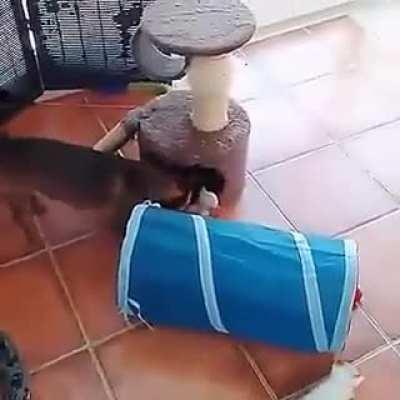 Dog looking after kittens!