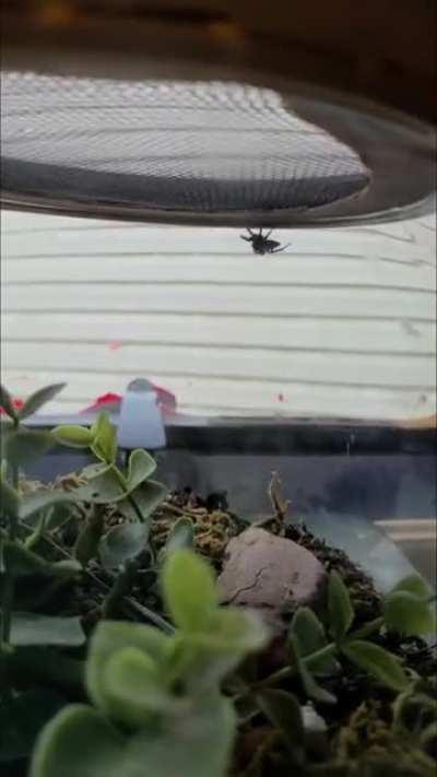 My jumping spider uses tool to scare fly into its grasp