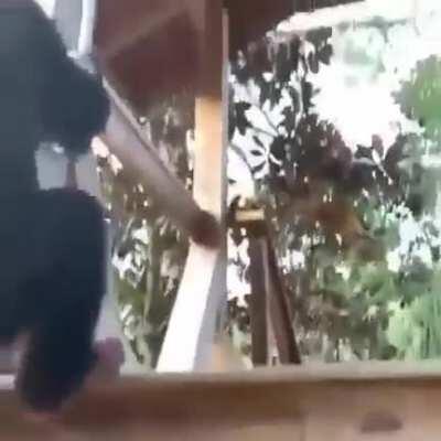 Everybody’s Got Something to Hide Except Me and My Monkey