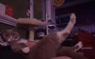 belly rub blep of approval from pesto!!