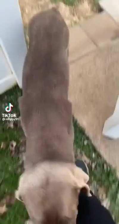 I've never seen a dog beg for pats like this