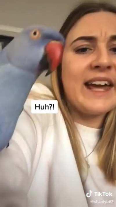 Who needs Robin when you have Parrot as a side kick