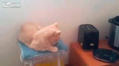 Startled by a Toaster