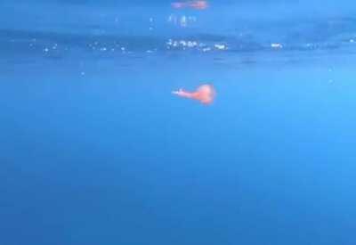 Jelly fish caught in a bubble ring