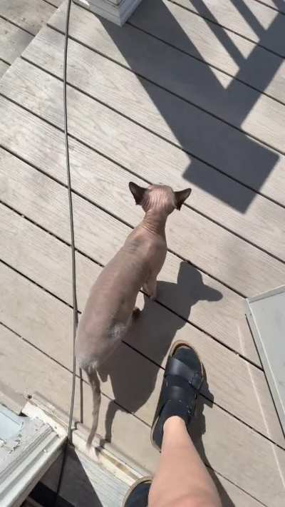 My cats first time outside and I accidentally stepped on his tail 😅