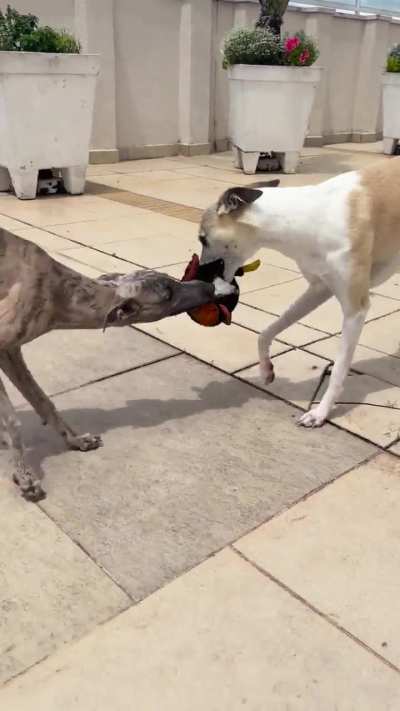 Who will win? The young or the elder? Place your bets!