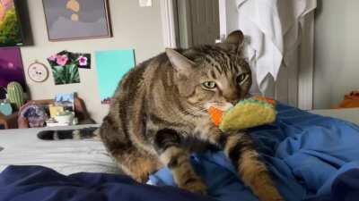 My roommates chonker tirelessly spends all day makin’ muffins. He loves that fish taco toy 🌮