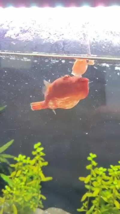 As promised, here is a video of an eating potato!