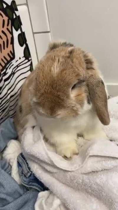 Popsicle was not happy about getting groomed today. His little one paw thumps, I cant