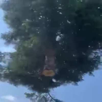 Cutting down a tree in Australia