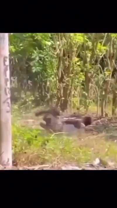 To escape from a killer spider...