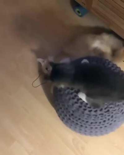 you spin me right round