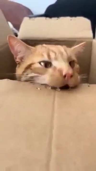 EVIL organes RUIN the livbes of INOCENT people