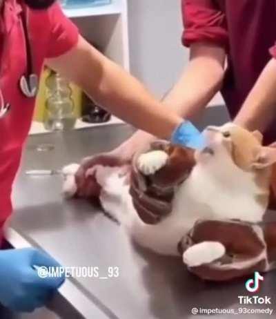 Y’all Got The Wrong Cat