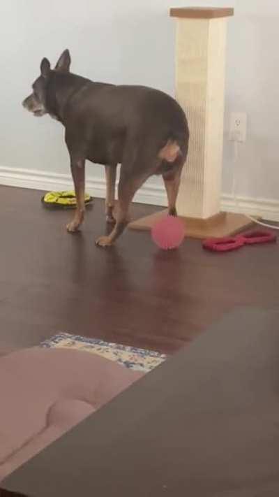 Our dog does this all the time. We don’t know why. We’ve never heard of another dog doing it.