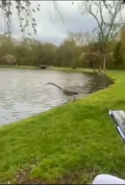 to jump in the water gracefully 