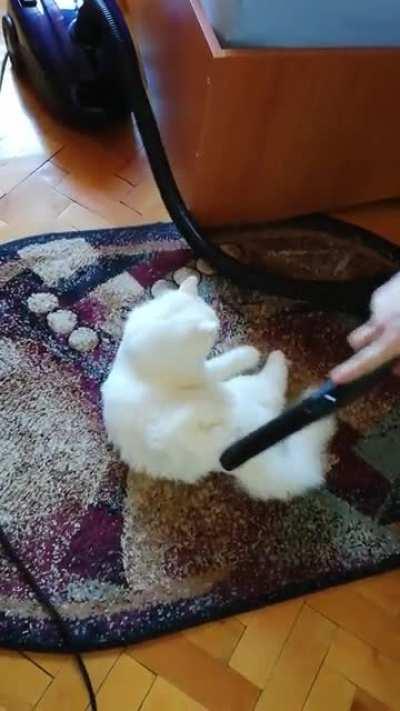 Lilly loves the vacuum cleaner