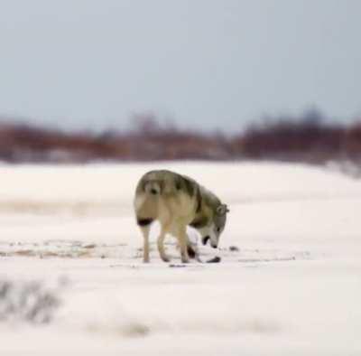 Stick! (by @bertiegregory on Instagram)