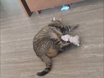 Catnip time for Goku