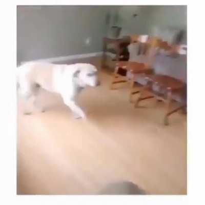 Getting greeted by cute tippy taps is one of the best thing!!