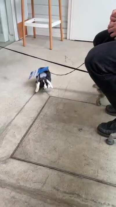 My lil bunny (4months) the first day trying on his new harness forgot how to walk like a normal bunny 🥺😂