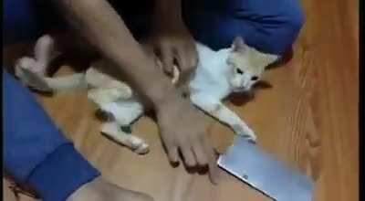 Definitely a big meow