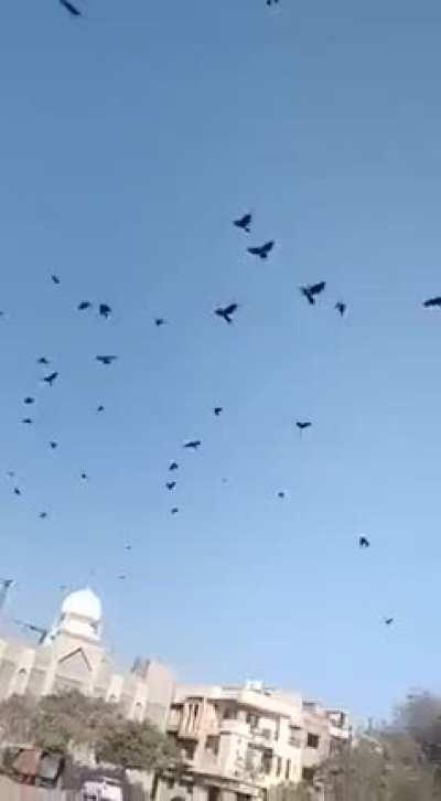 This Indian guy can summon crows anytime he wants.