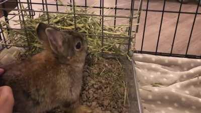 OMG too much smol. My Tiny Timmy seen here at two MONTHS old vs two YEARS old.