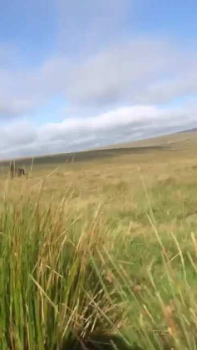 I give you beautiful wild Dartmoor horses on this fine cake day of mine.