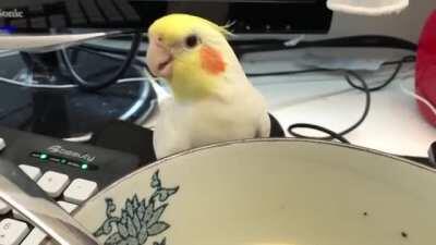 Cockatiel attempts to steal owner’s soup