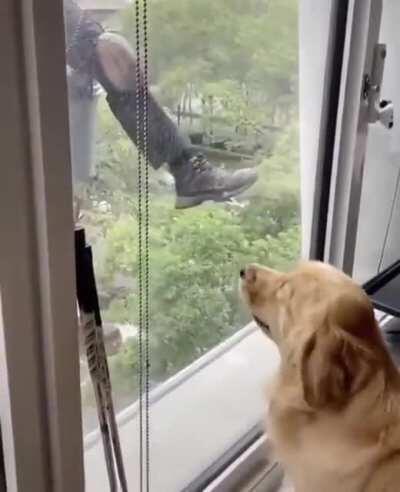 Golden Retriever meets window washer, introduces washer to his favorite toy.